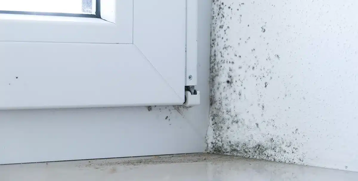 Warum schimmeln meine Wände? Warum schimmeln meine Wände?